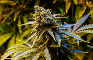 Diet Weed: What Is Delta-8 THC? | Delta-8 vs Delta-9 | Diet Weed Laws