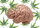 Men with a History of Cannabis Use Show Less Cognitive Decline, Study Finds