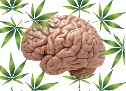 cannabis brain health